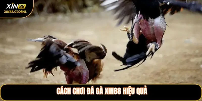 Cách chơi đá gà XIN88 hiệu quả